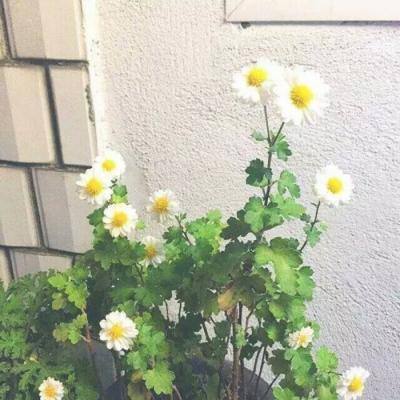 敏捷思维官方版下载